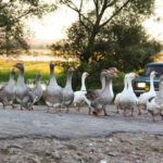 ducks crossing road ducks crossing road