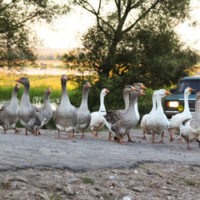 ducks crossing road ducks crossing road