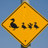 Duck crossing road traffic sign