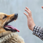dog showing teeth at man dog showing teeth at man