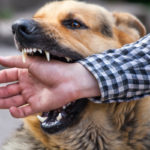 A male German shepherd bites a man by the hand. A male German shepherd bites a man by the hand.