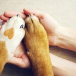 Dog paws with a spot in the form of heart and human hand close up, top view. Conceptual image of friendship, trust, love, the help between the person and a dog